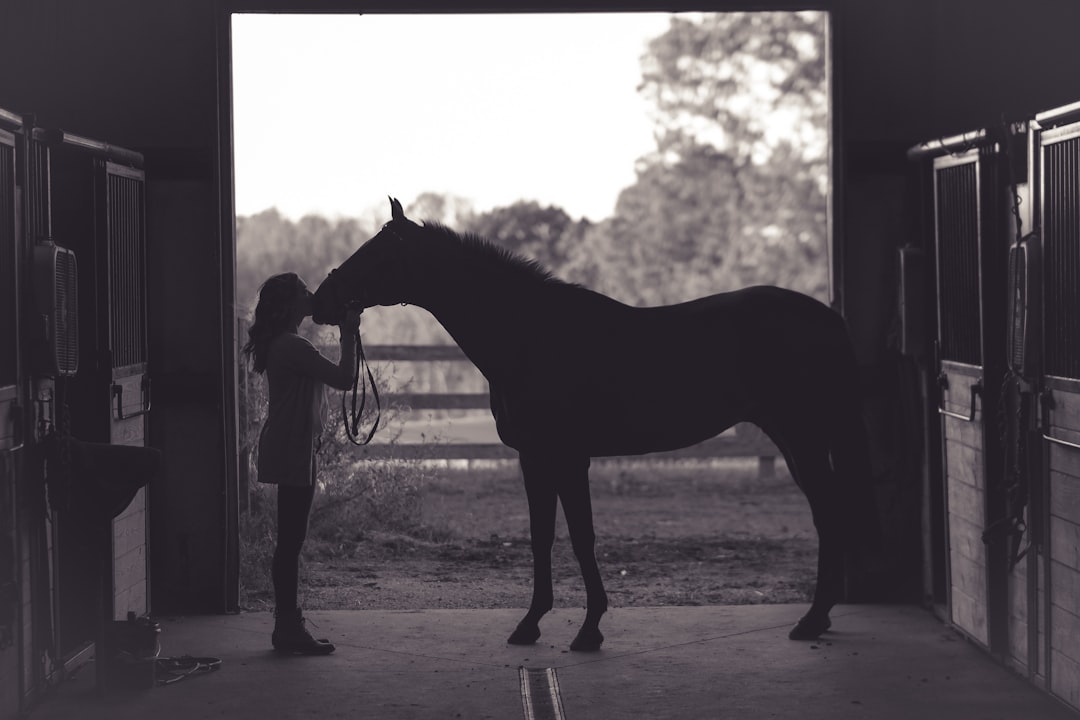 Het duurste paard ter wereld: wie staat bovenaan de lijst?
